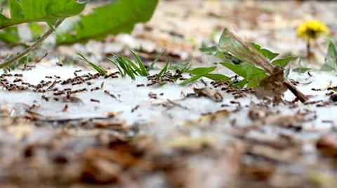 Ants 3 Stock Footage 34421090