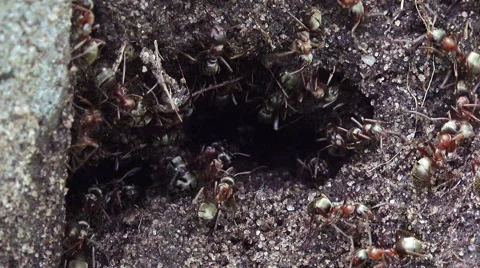 Ants 3 HD Stock Footage 50144966