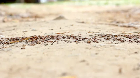 Ants 4 Stock Footage 34421265