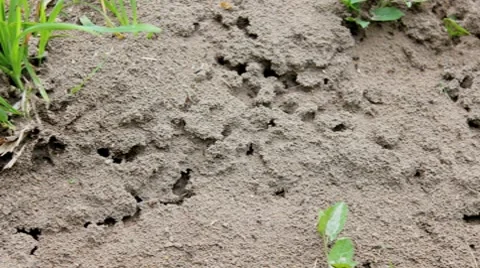 Ants 4K Stock Footage 7731019