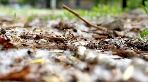 Ants 5 Stock Footage 34424918