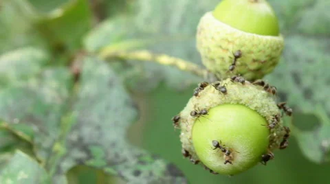 Ants on acorns. Video stock 810470