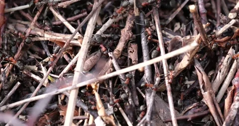 Ants in action, what a community Stock Footage 274842449