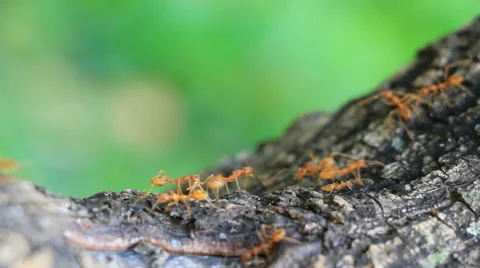 Ants Activity Stock Footage 49511920