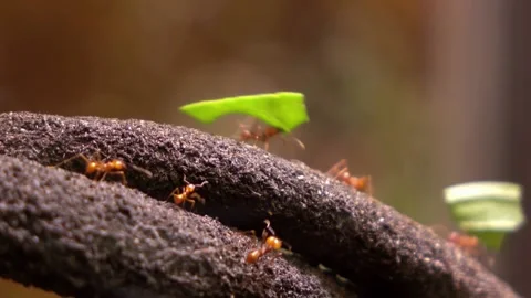Ants Activity 库存影片 205502682