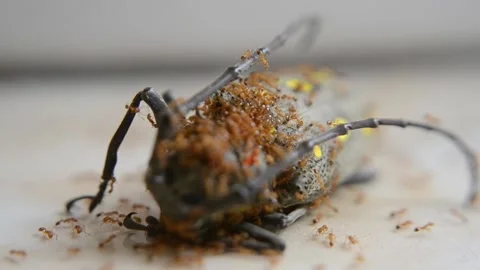 Ants Activity, Small red ants attack an insect Stock Footage 140494065