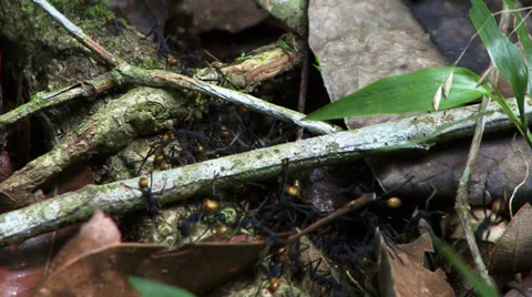 Ants Amazon Rain Forrest 스톡 동영상 32968670