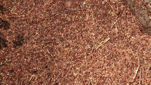 Ants and ant footpaths in the ant city top view Stock Footage 71815305