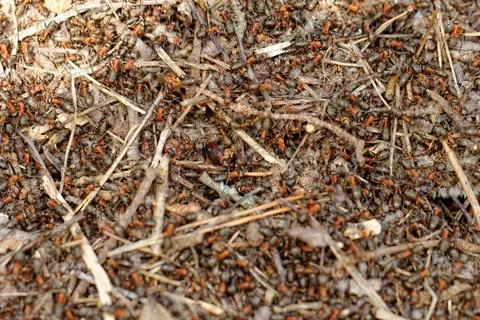 Ants and ant hill Stock Illustration