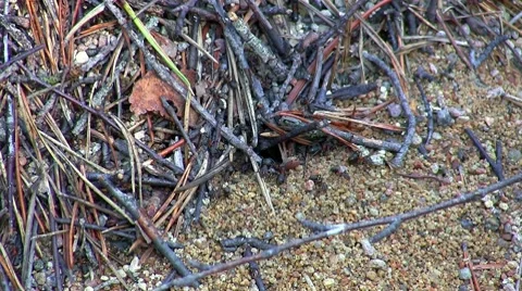 Ants and anthill, close-up Stock Footage 8652632