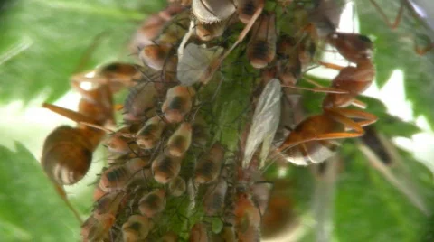 Ants and aphids close-up. Stock Footage 445387