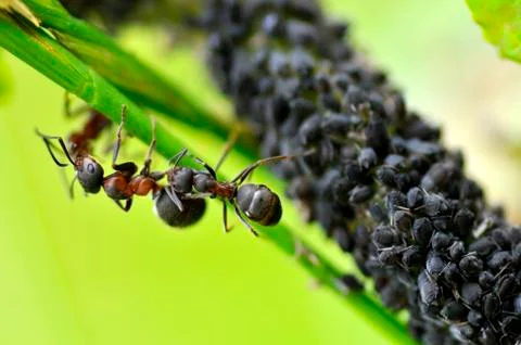 Ants and Aphids Stock Photos