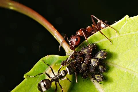 Ants and aphids Stock Photos