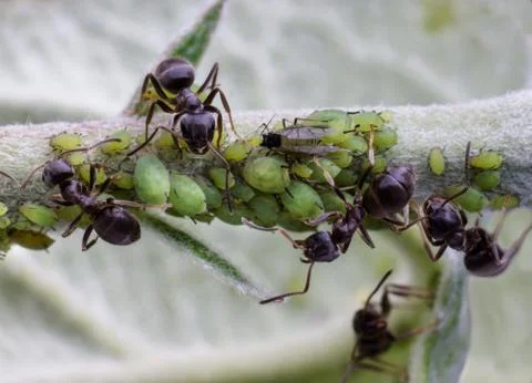 Ants and aphids Foto stock