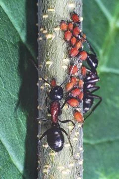 Ants and Aphids Stock Photos