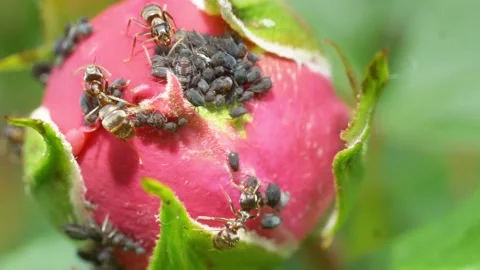 Ants and aphids relationship Stock Footage 195975704