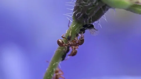 Ants and aphids on a stem Video stock 113953253