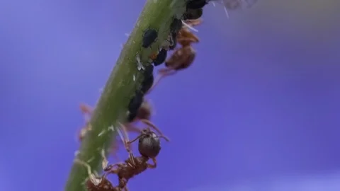 Ants and aphids on a stem Video stock 114010368