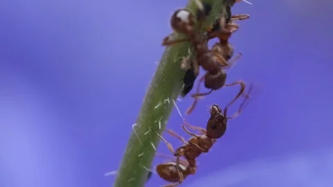 Ants and aphids on a stem Video stock 114010894