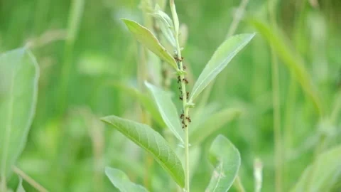 Ants and Aphids on the stem of a plant. Camponotus piceus. Stock Footage 225461552