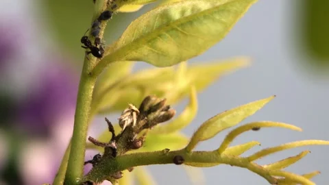 Ants and Aphids  under a microscope at 40x magnification Stock Footage 314634495