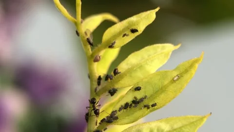 Ants and Aphids  under a microscope at 40x magnification Stock Footage 314634902