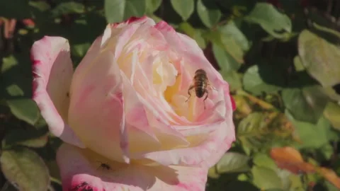 Ants and a bee crawl on a rose flower Stock Footage 172319201