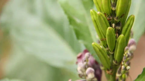 Ants and bee on flower Stock Footage 37010950