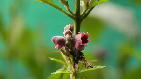 Ants and bee on flower Stock Footage 37015617