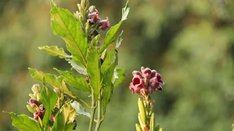 Ants and bee on flower Stock Footage 37038947