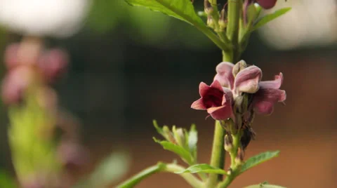 Ants and bee on flower Stock Footage 37040711