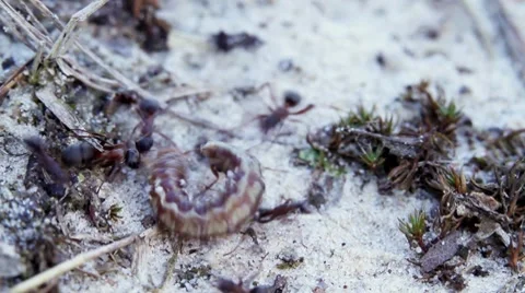 Ants and Caterpillar Stock-Footage 7140650