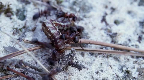 Ants and caterpillar Stock-Footage 7140665
