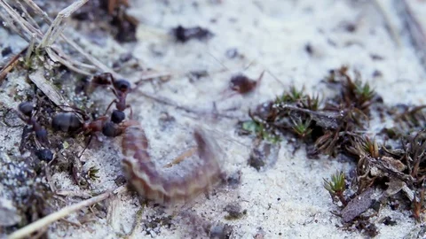 Ants and Caterpillar Stock Footage 100647724