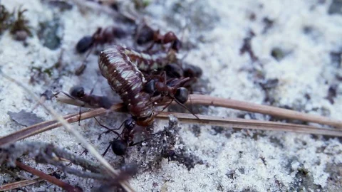 Ants and Caterpillar Stock Footage 100647732