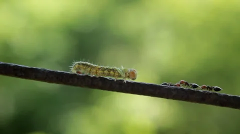 Ants and caterpillar on the wire Видео 36346159
