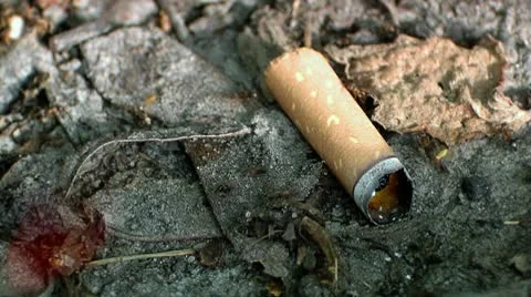 Ant's and cigarette Stock Footage 10594148