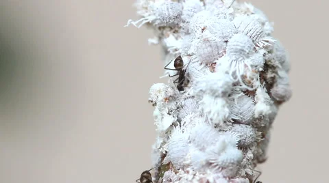 Ants and coccidae on green stem, macro. Stock Footage 60063125