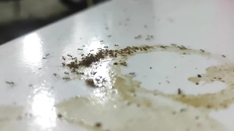 Ants and Coffee 스톡 동영상 194521538