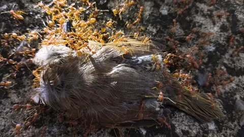 Ants and dead bird Stock Footage 337762716