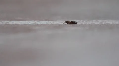 Ants and a dead bug on a tile Stock Footage 65097840