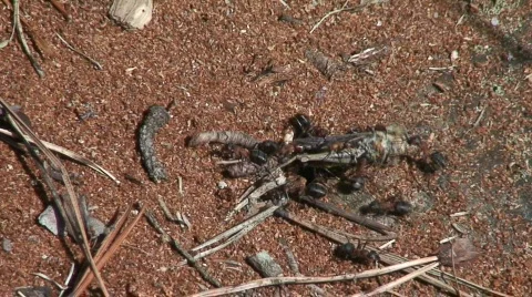 Ants and dead grasshopper 4 part A Stock Footage 91817