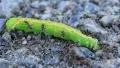 Ants and dead green caterpillar HD Footage