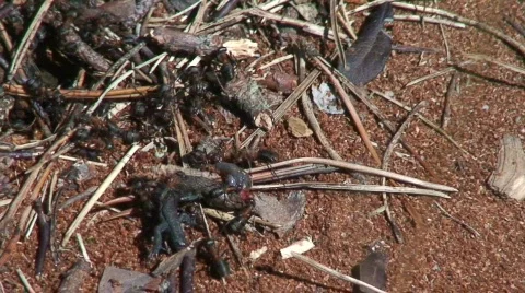 Ants and dead lizard 2 part c Stock Footage