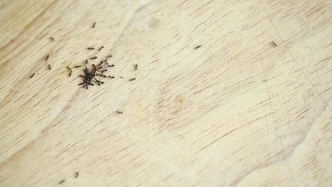 Ants and Fly Video stock 122878744