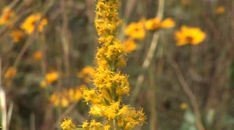 Ants and Goldenrod Stock Footage 33604103