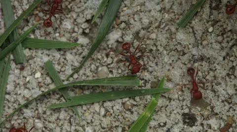 Ants and Grass Stock Footage 25038673