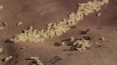 Ants and grubs 스톡 동영상 51557292