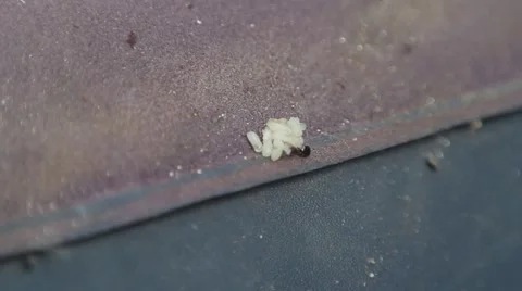 Ants and grubs 스톡 동영상 51557317