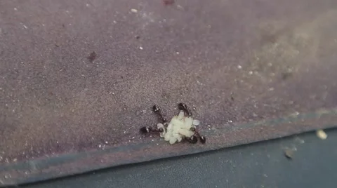 Ants and grubs Stock-Footage 51557346